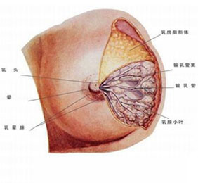 什么是乳腺癌？乳腺癌严