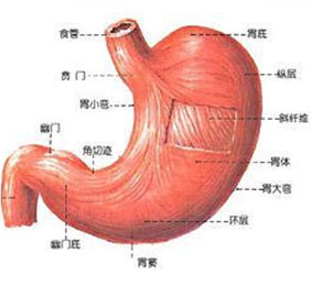 慢性胃溃疡的症状表现