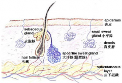 腋臭患者在日常生活中该